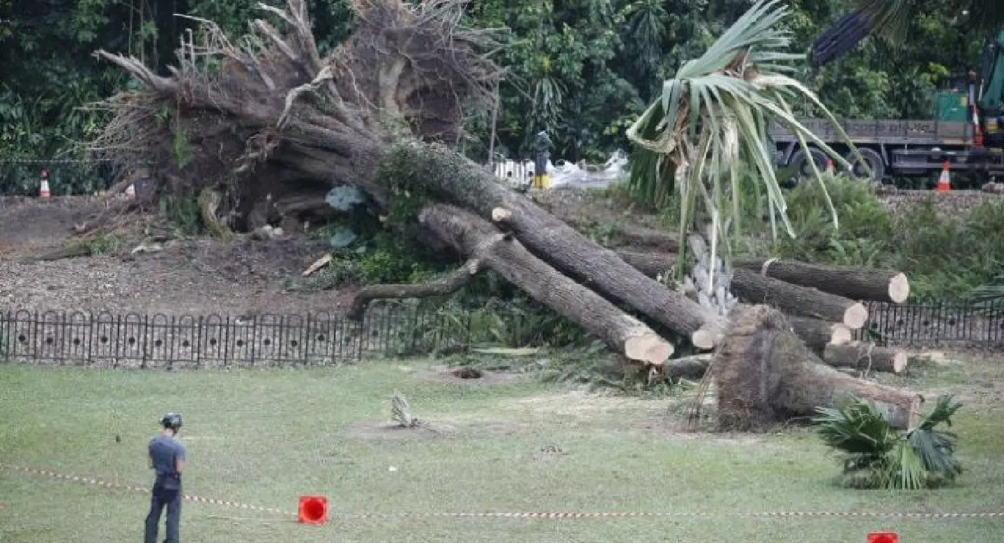 Huge Tembusu tree crashes at Singapore Botanic Gardens, killing one and injuring four Huge Tembusu tree crashes at Singapore Botanic Gardens, killing one and injuring four