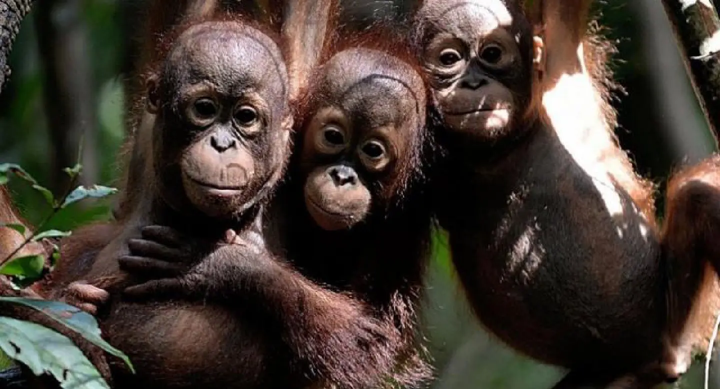 Indonesian orangutan brutally killed and eaten Indonesian orangutan brutally killed and eaten