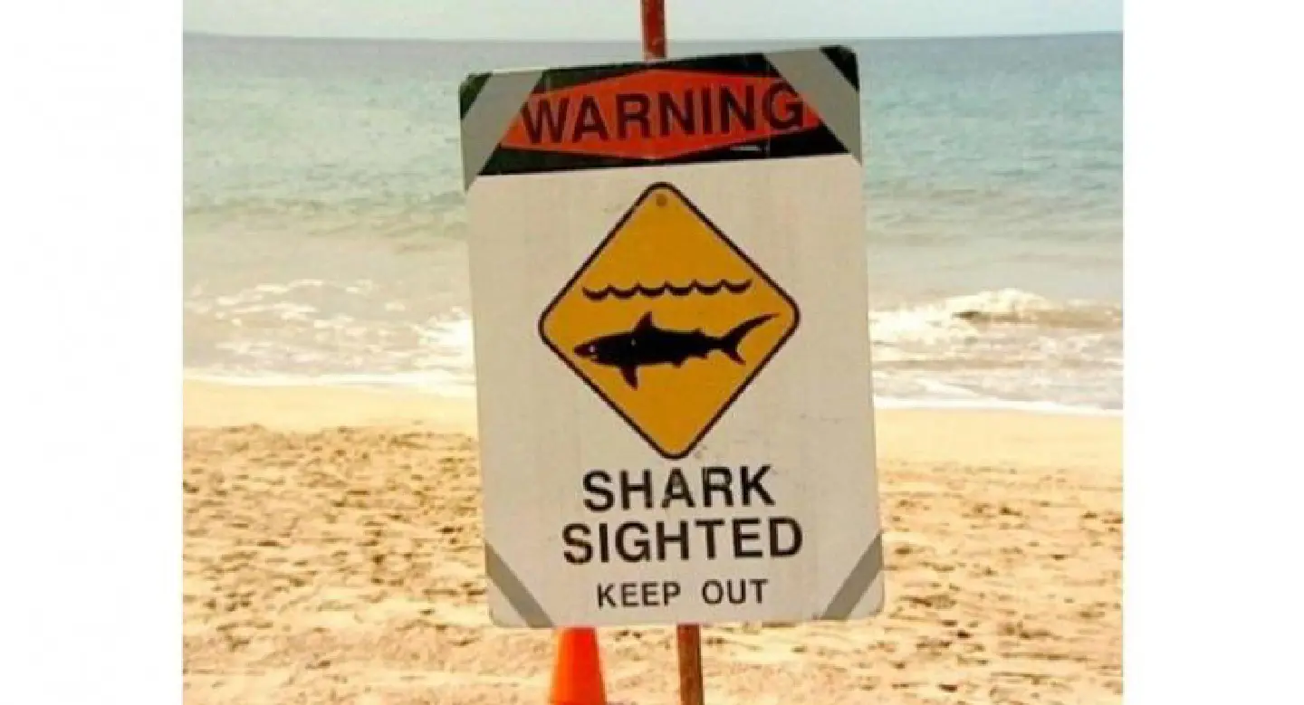 Friends save spearfisherman from shark mauling off Australia Friends save spearfisherman from shark mauling off Australia