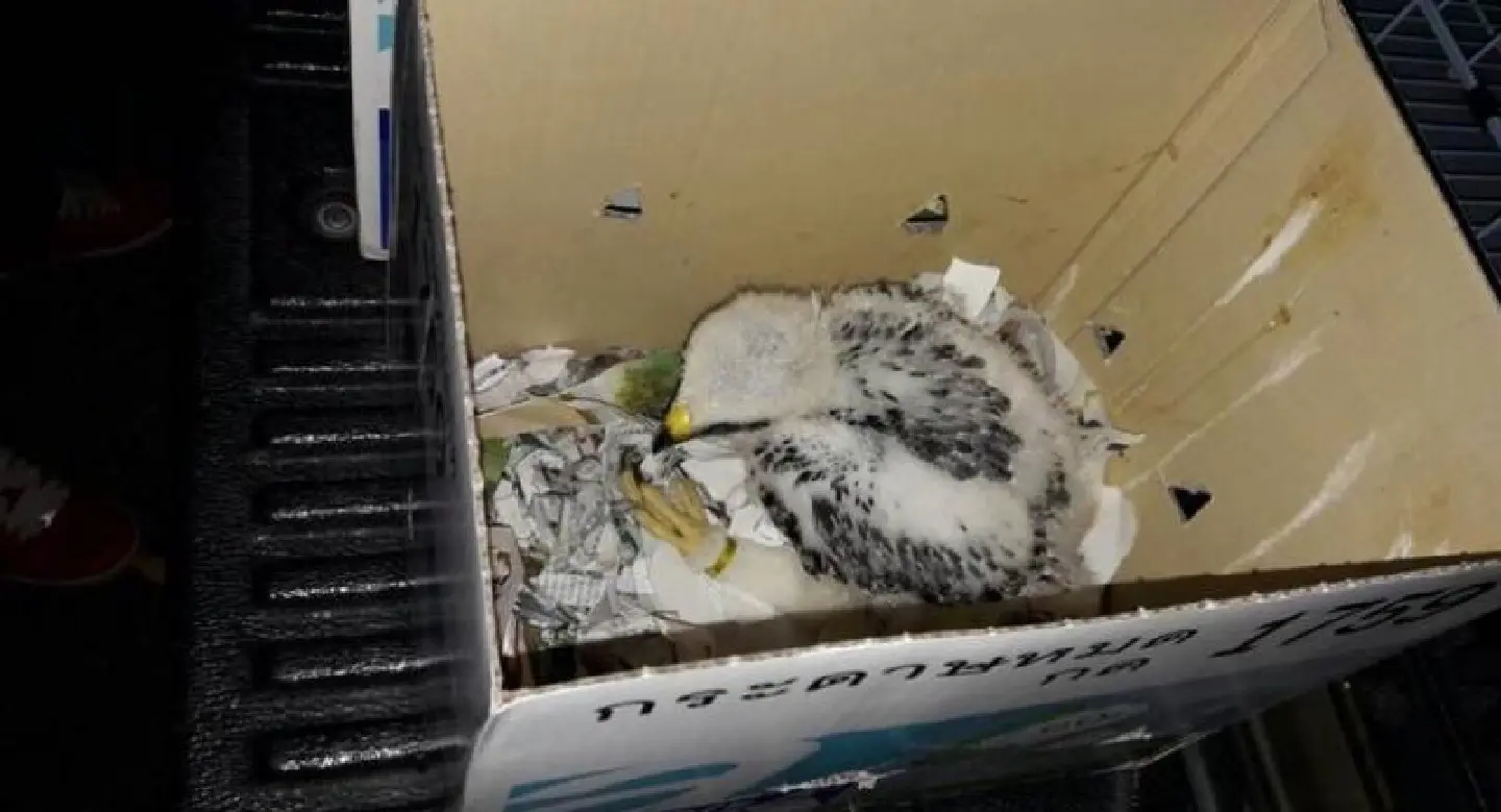 Detained Japanese man 'bought animals from Chatuchak' Detained Japanese man 'bought animals from Chatuchak'