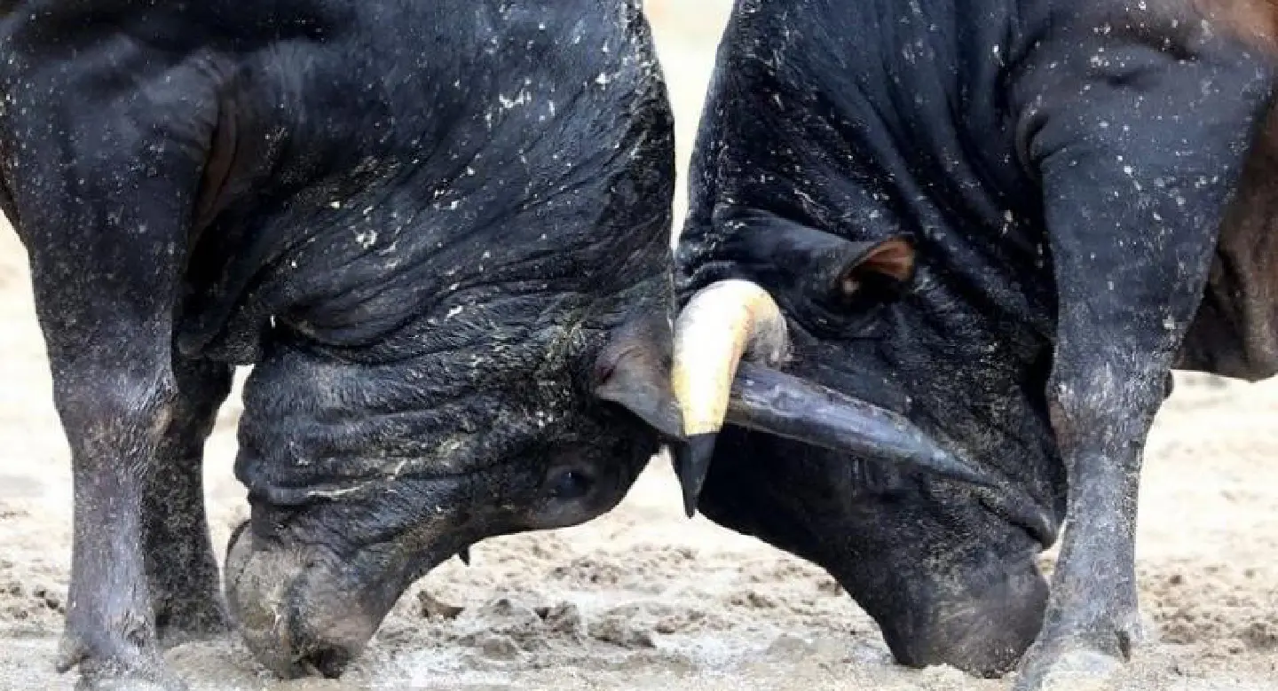 Popularity of bullfighting grows in South
