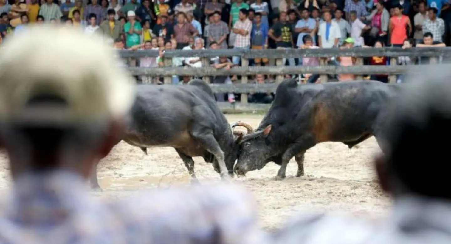 Popularity of bullfighting grows in South