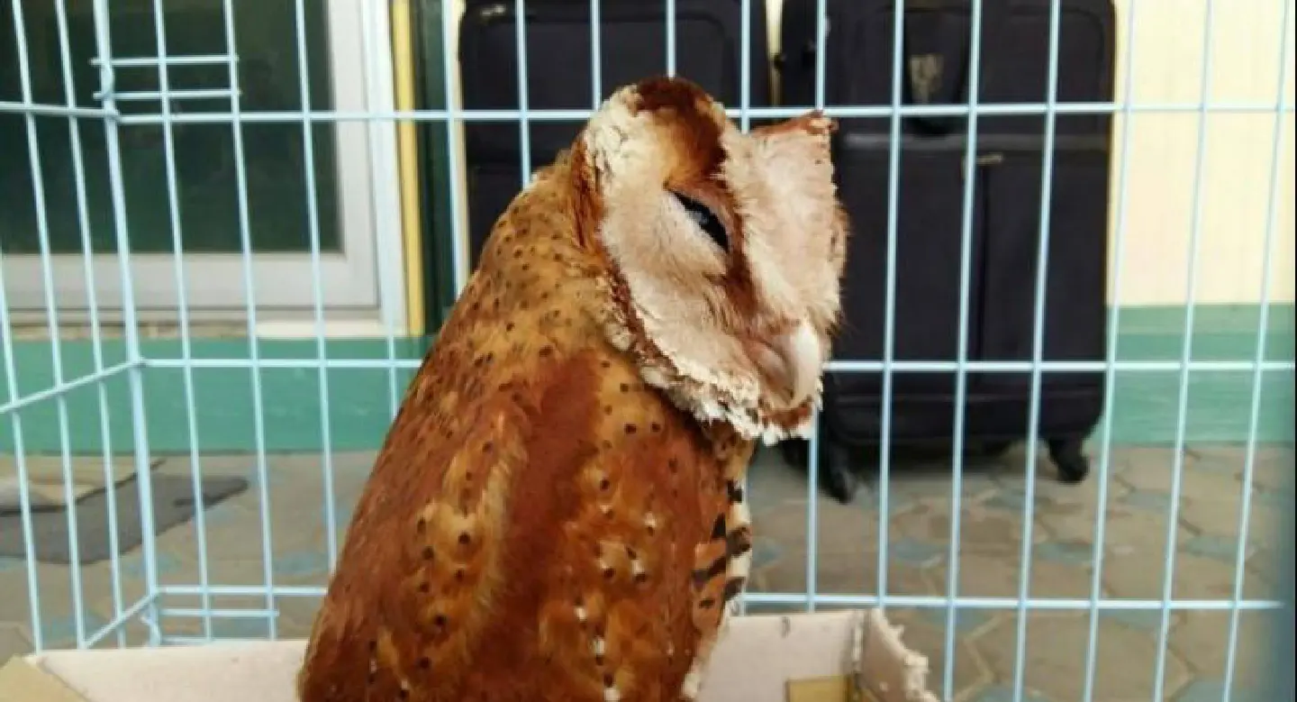 Japanese man caught with live otters, owls and hawks in bags at airport Japanese man caught with live otters, owls and hawks in bags at airport