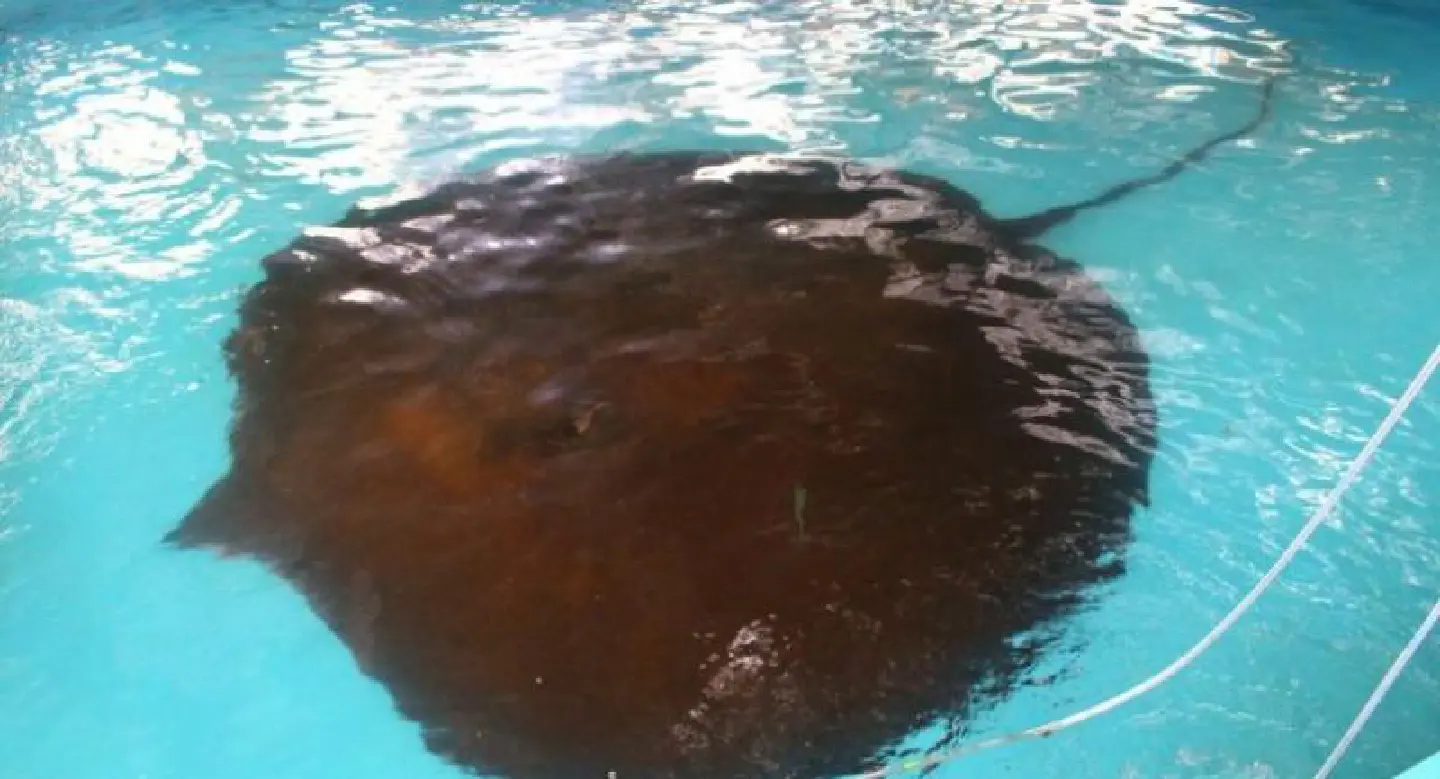 Single surviving giant stingray to be released back into Mae Klong River