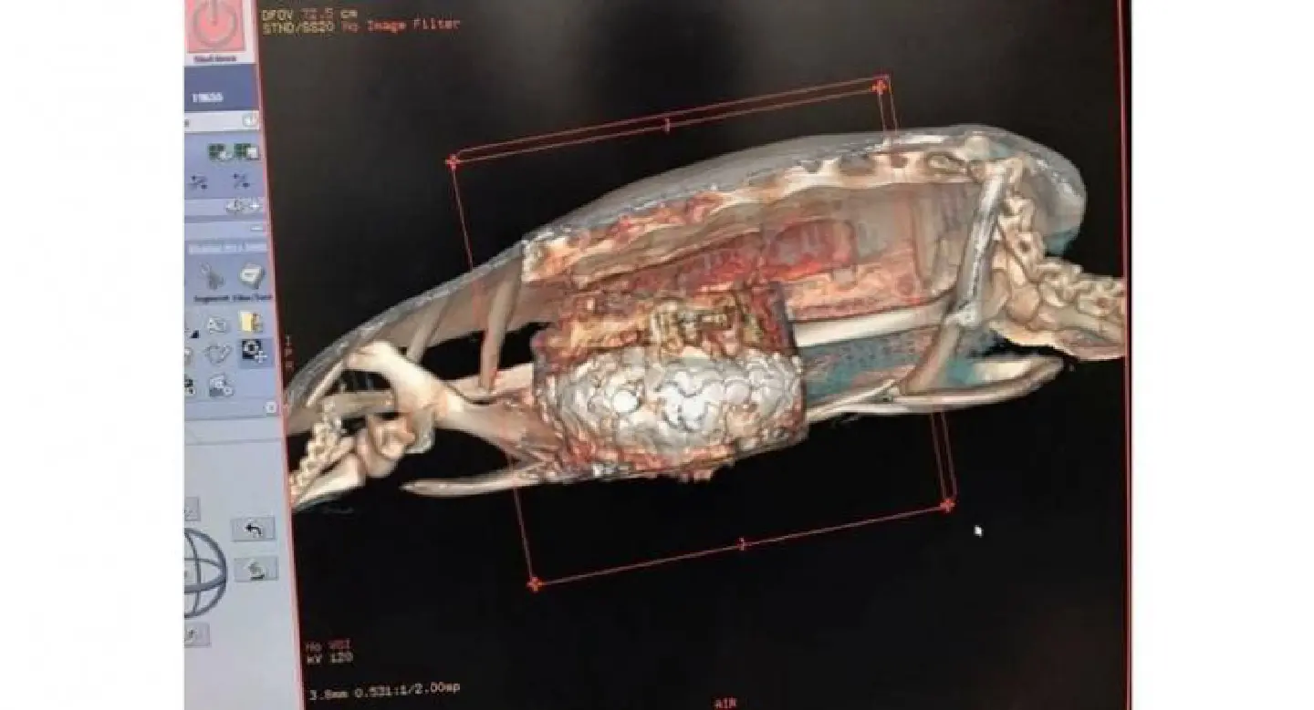 Coin-swallowing turtle to undergo operation on Monday Coin-swallowing turtle to undergo operation on Monday