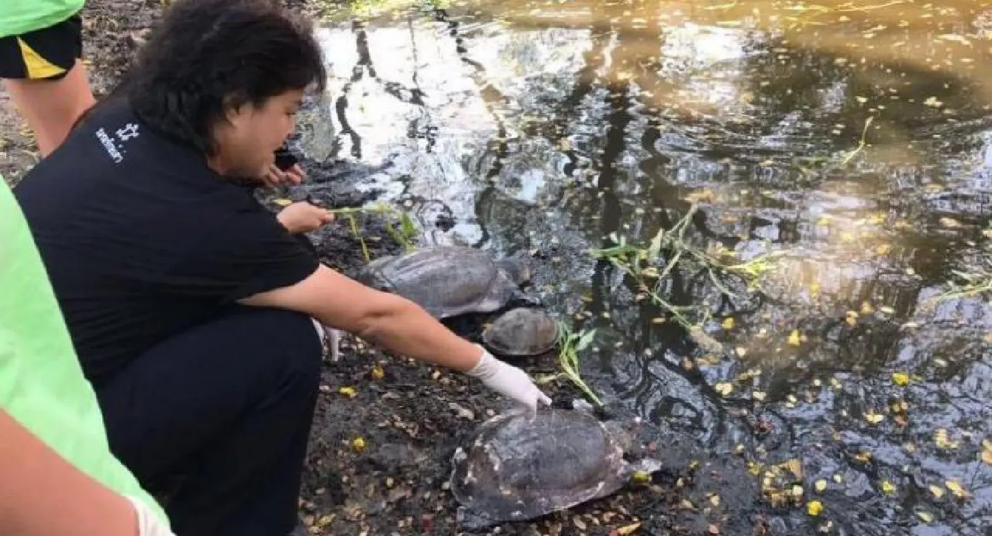 Saved turtles gifted US Embassy playground Saved turtles gifted US Embassy playground