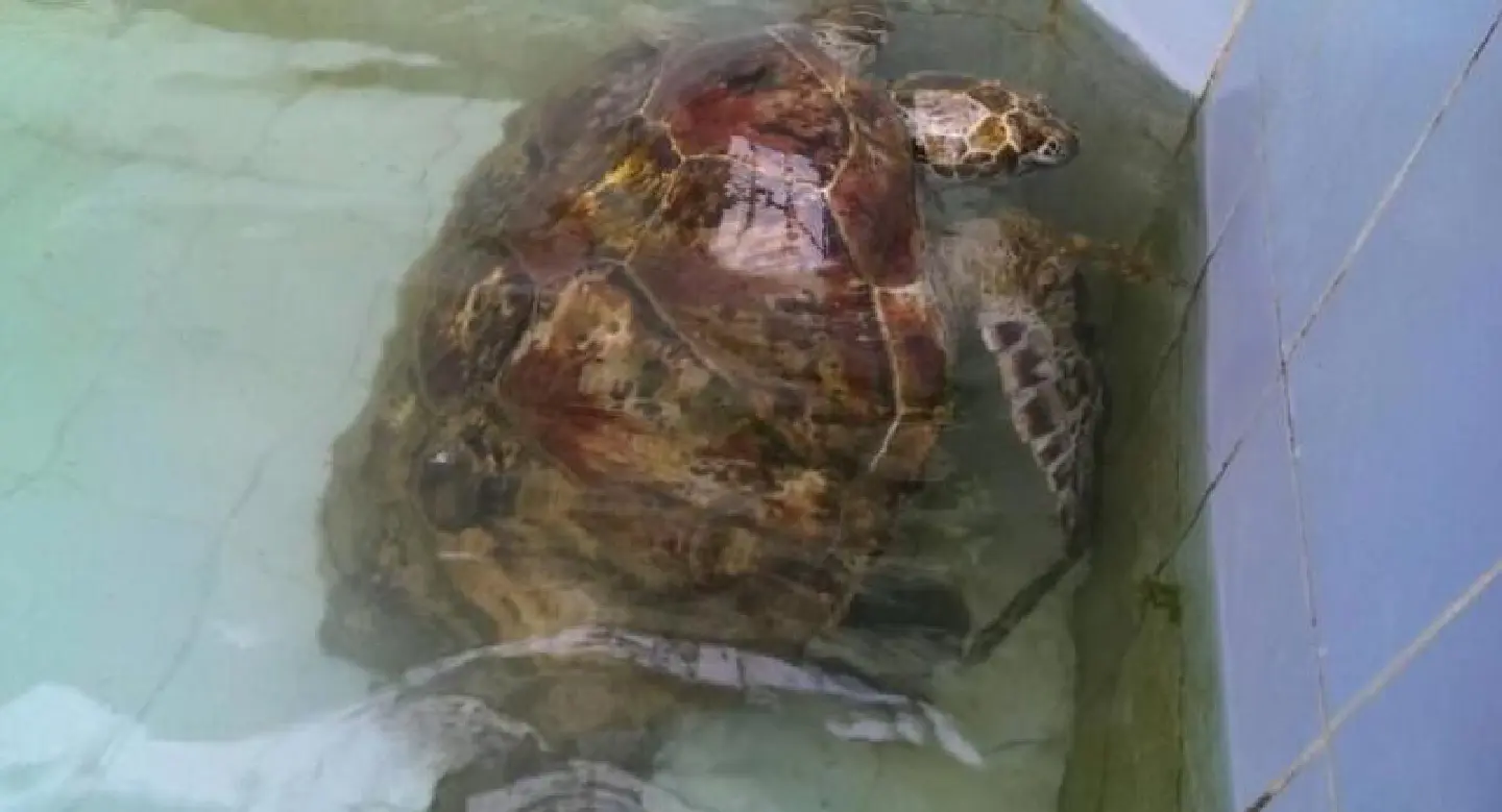 Garbage danger warning as coin-eating turtle faces life-saving op Garbage danger warning as coin-eating turtle faces life-saving op