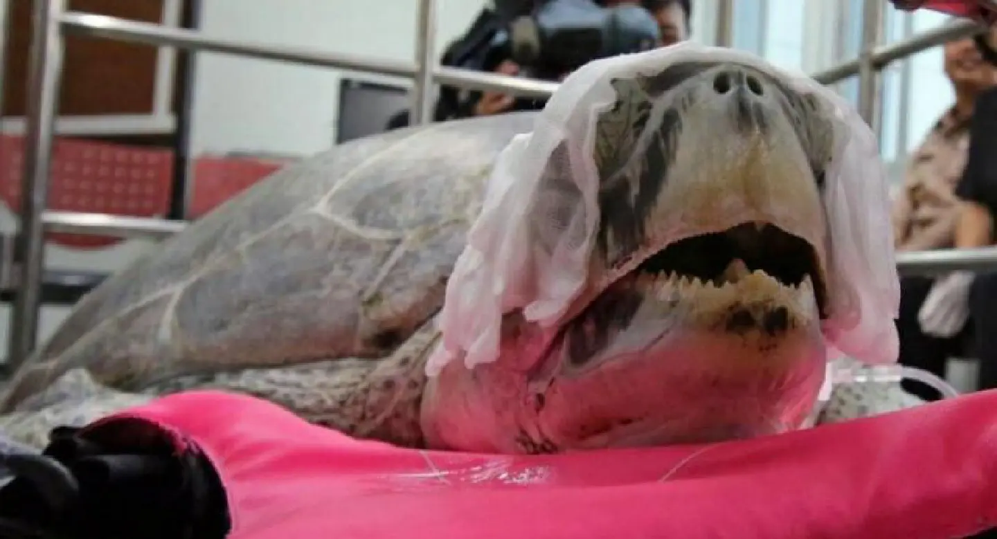 Chulalongkorn University vets successfully remove coins from turtle Chulalongkorn University vets successfully remove coins from turtle