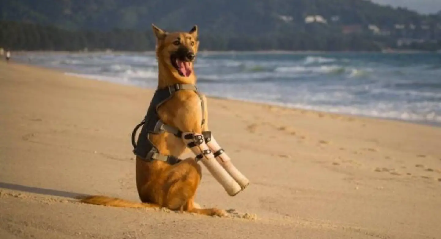 Animal welfare group’s Soi Dog video shortlisted for British film award Animal welfare group’s Soi Dog video shortlisted for British film award