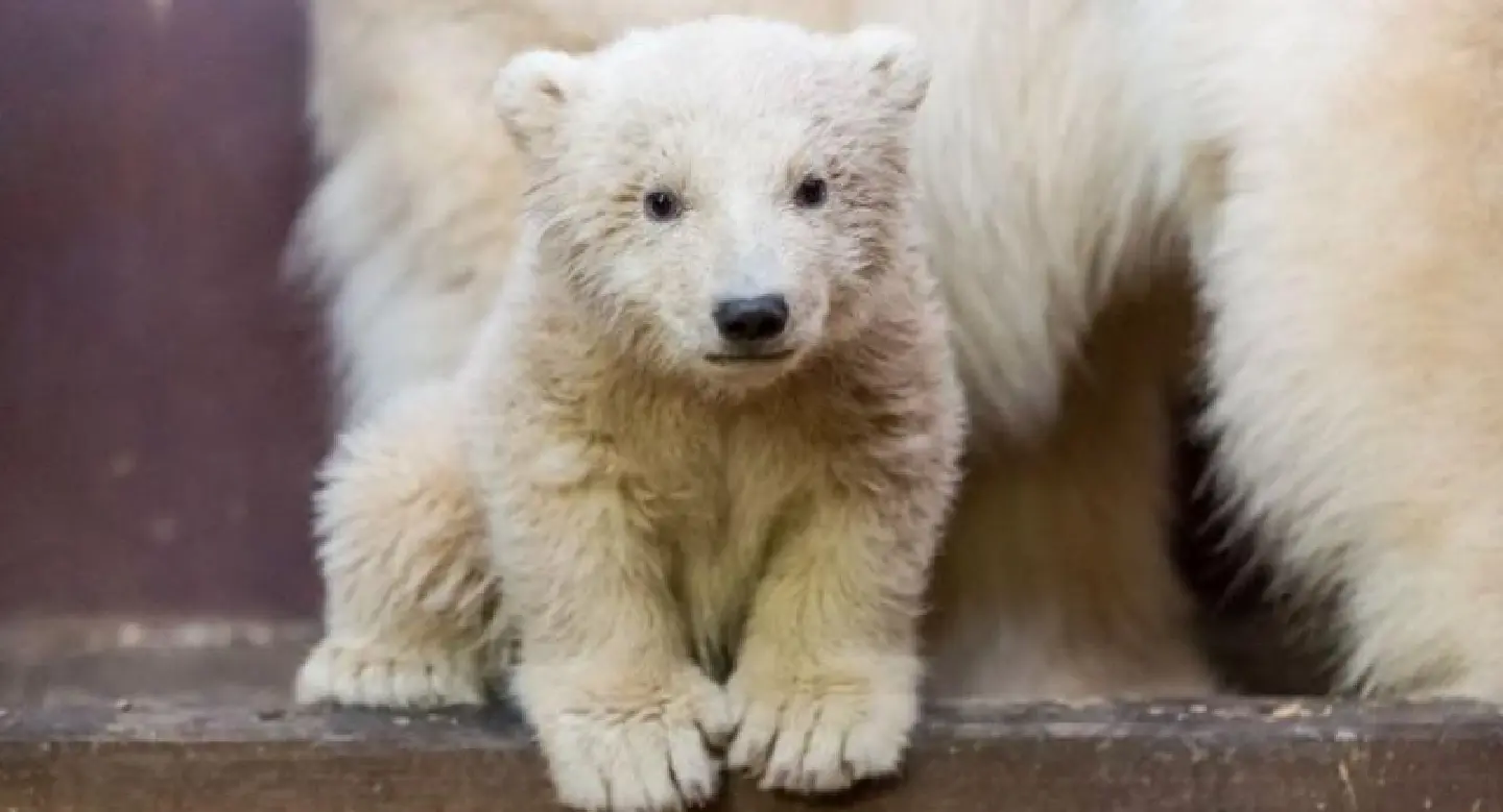 Berliners in mourning as polar bear cub Fritz dies Berliners in mourning as polar bear cub Fritz dies