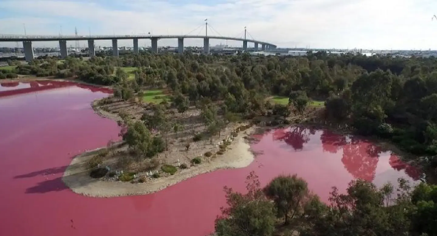Aussie lake turns vivid pink Aussie lake turns vivid pink
