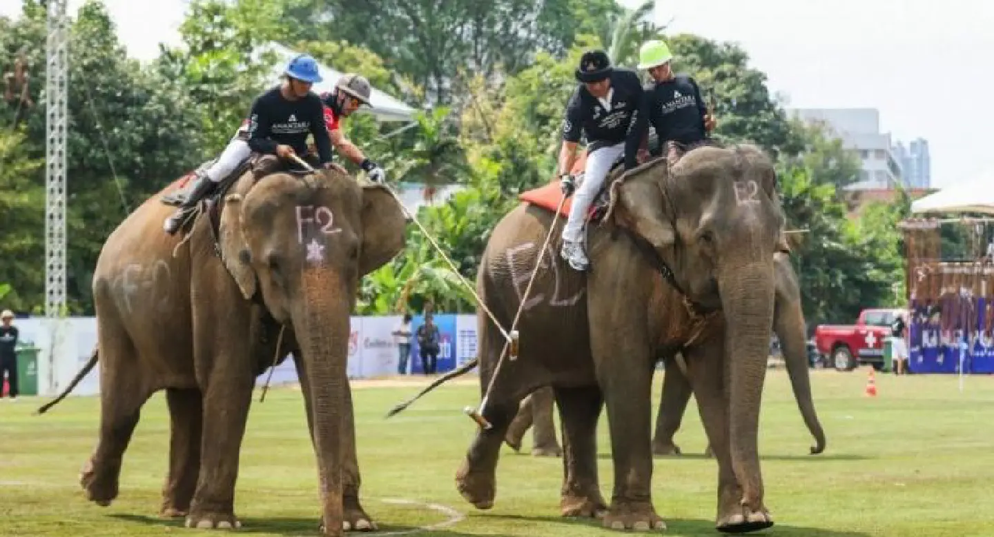 Polo, Pimm’s and Pachyderms Kick off the 15th Annual King’s Cup Elephant Polo Tournament Polo, Pimm’s and Pachyderms Kick off the 15th Annual King’s Cup Elephant Polo Tournament