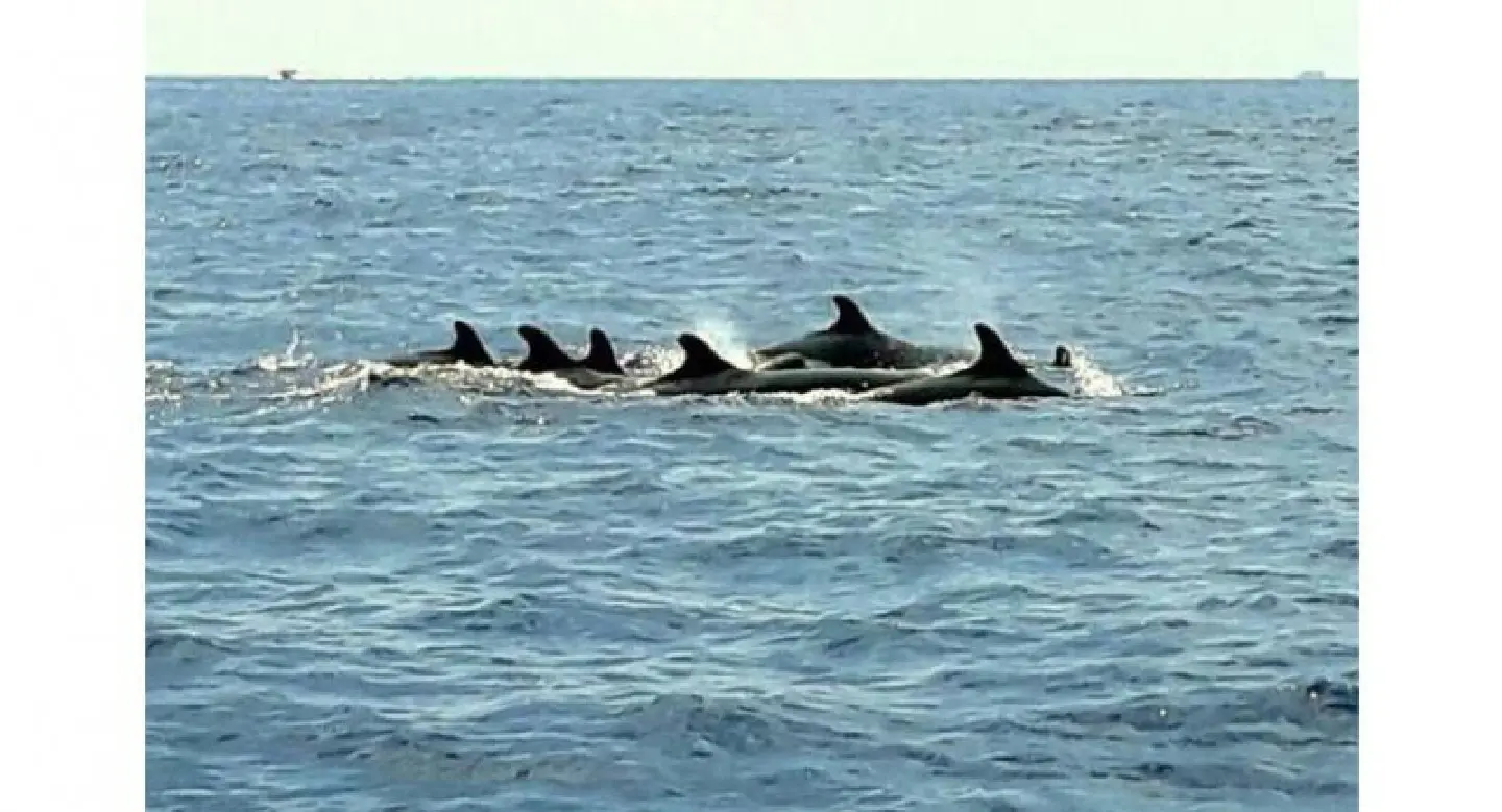 Whales bathe in Phuket sunshine yet again Whales bathe in Phuket sunshine yet again