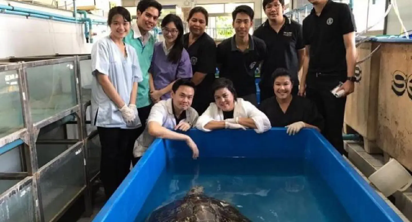 Ormsin, female turtle, can swim now: her vet Ormsin, female turtle, can swim now: her vet