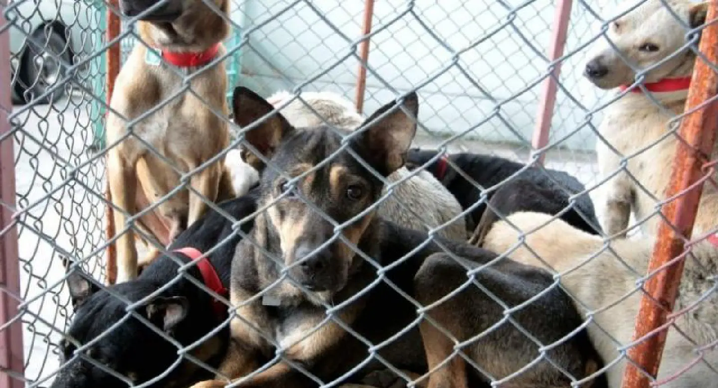 Samut Prakan and Buri Ram on alert for rabies Samut Prakan and Buri Ram on alert for rabies