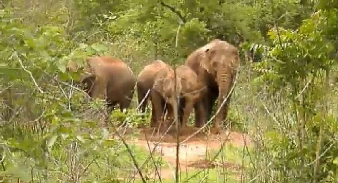 Number of wild elephants in Thailand on the rise Number of wild elephants in Thailand on the rise