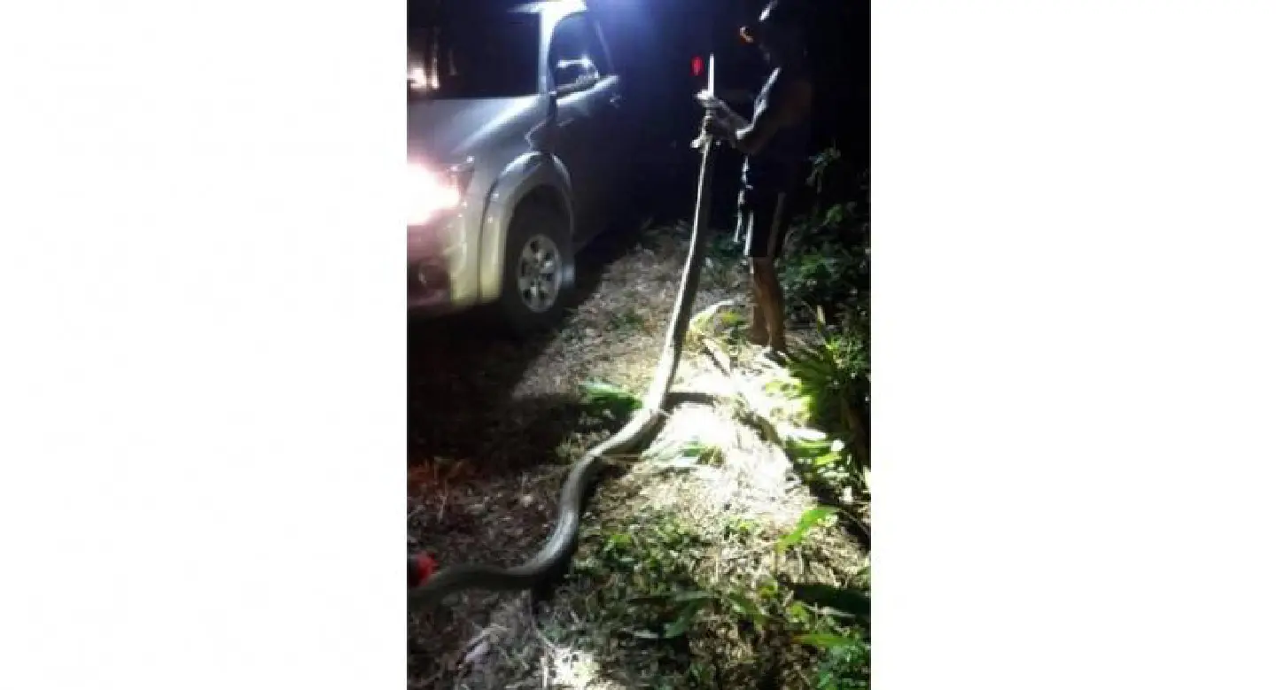 Phuket cobra scare: one caught, one escapes Phuket cobra scare: one caught, one escapes