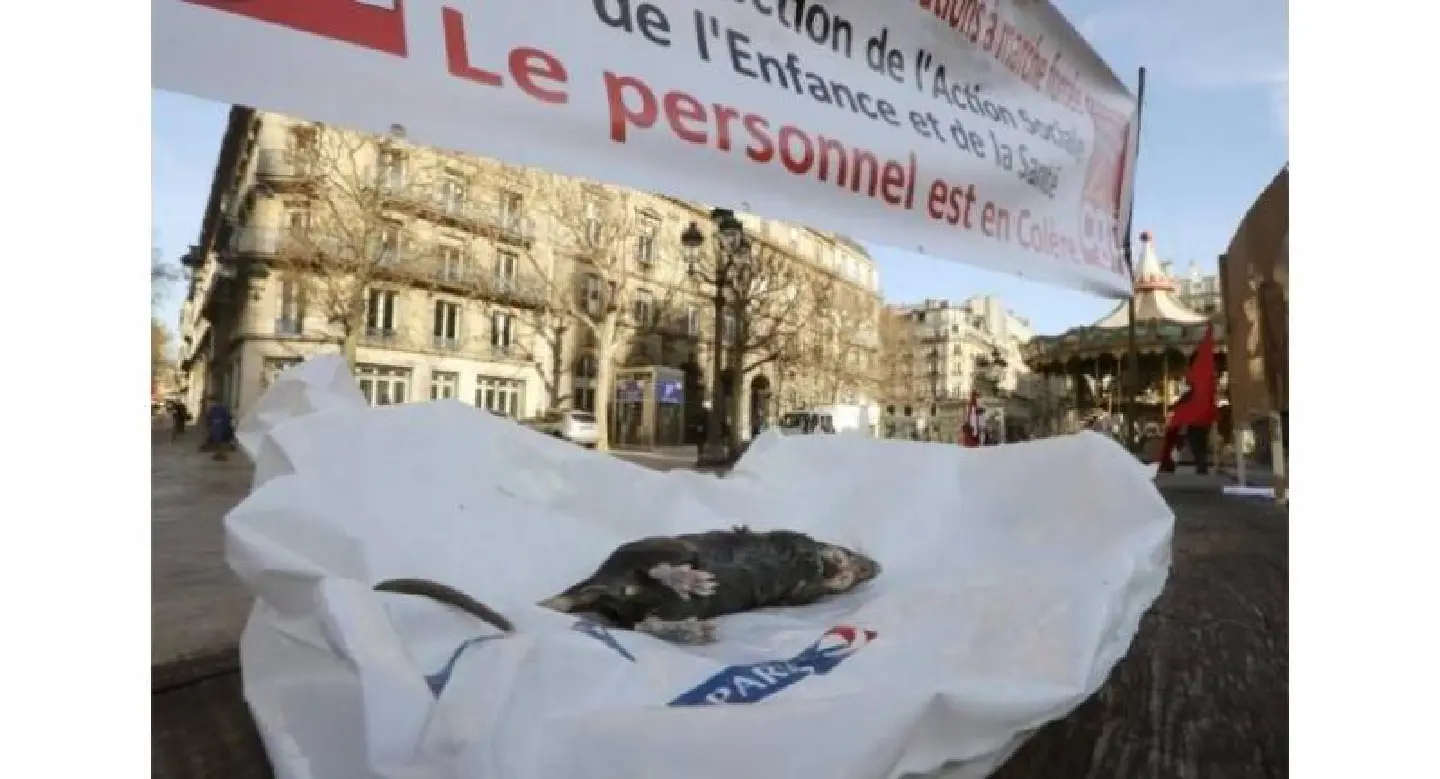 Paris's overworked rat-catchers on strike Paris's overworked rat-catchers on strike