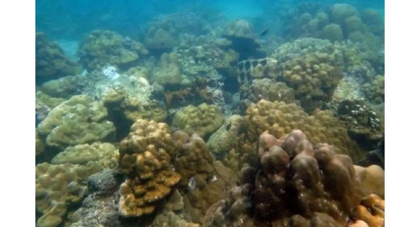 Phuket marine expert says coral restoration 'successful' Phuket marine expert says coral restoration 'successful'