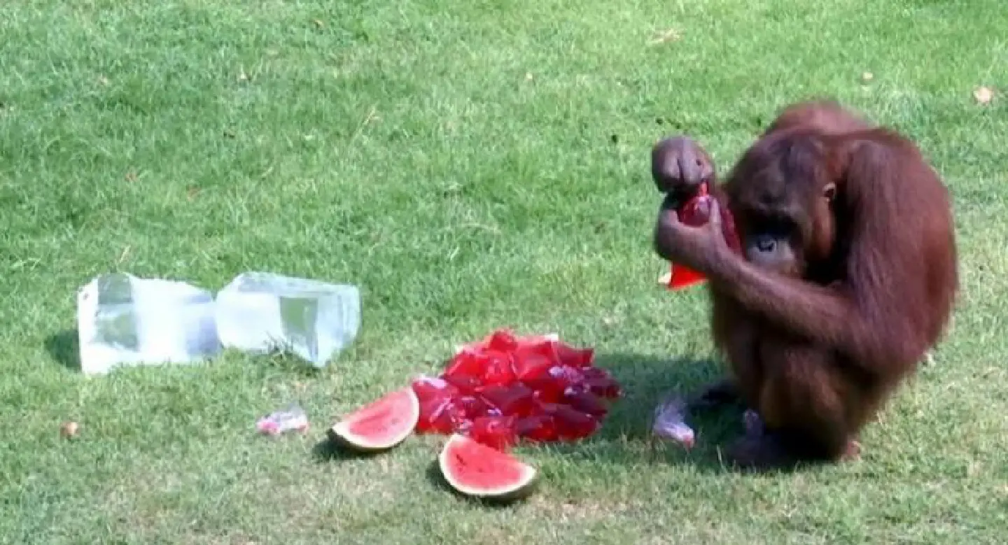 Icy and fruity treats keep animals cool at Lop Buri Zoo Icy and fruity treats keep animals cool at Lop Buri Zoo