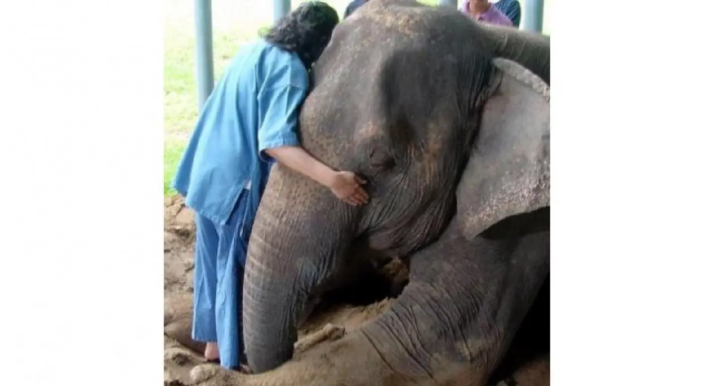 Reprieve for troubled Friends of the Asian Elephant Foundation after Bt20m surge in donations Reprieve for troubled Friends of the Asian Elephant Foundation after Bt20m surge in donations