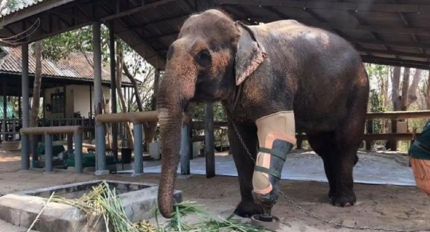 Friends of elephant founder considers libel action Friends of elephant founder considers libel action