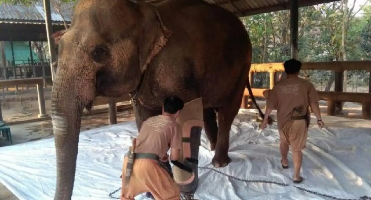 Flood of cash gives reprieve for sick tuskers Flood of cash gives reprieve for sick tuskers