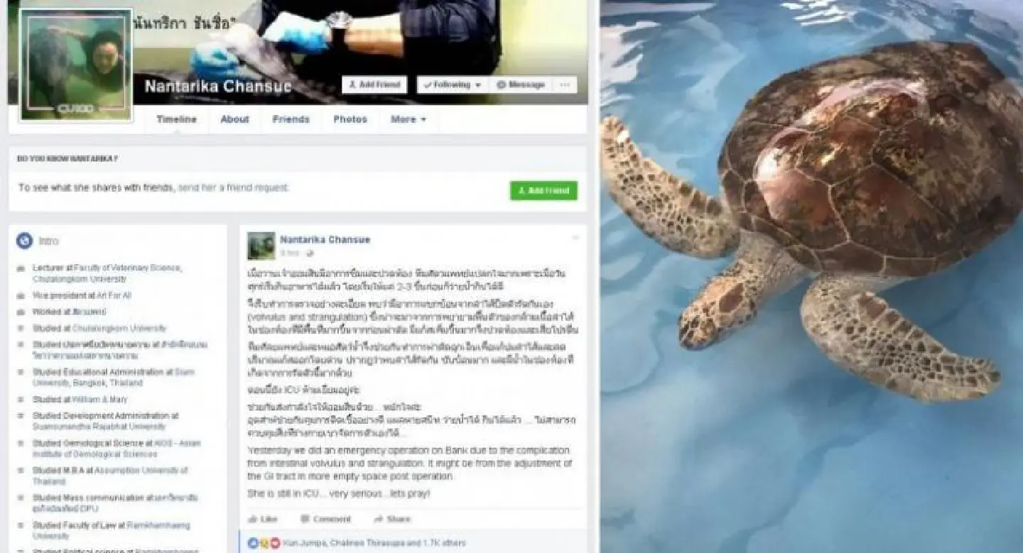 ‘Piggy Bank’ turtle gets new operation as condition turns ‘very serious’ 