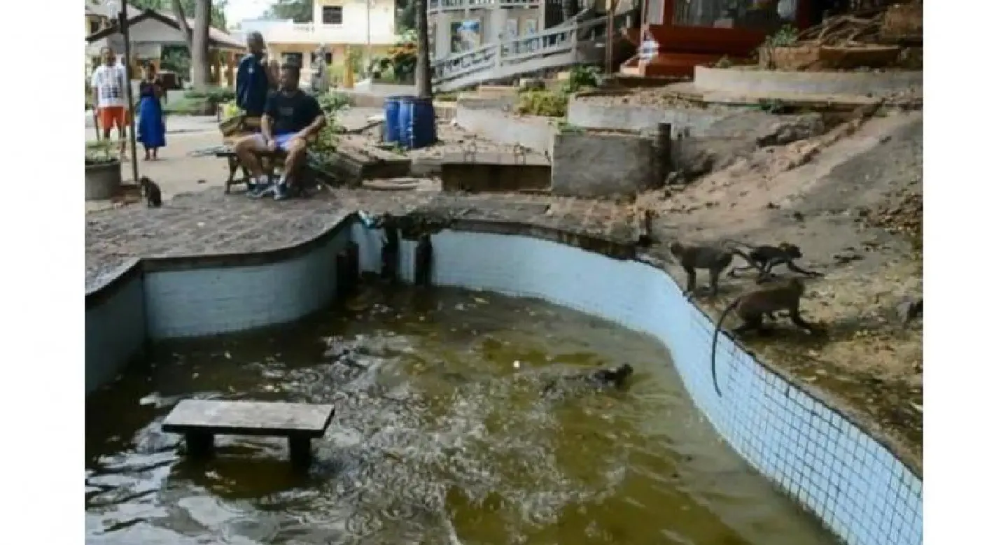Troops of monkeys go swimming during heatwave Troops of monkeys go swimming during heatwave