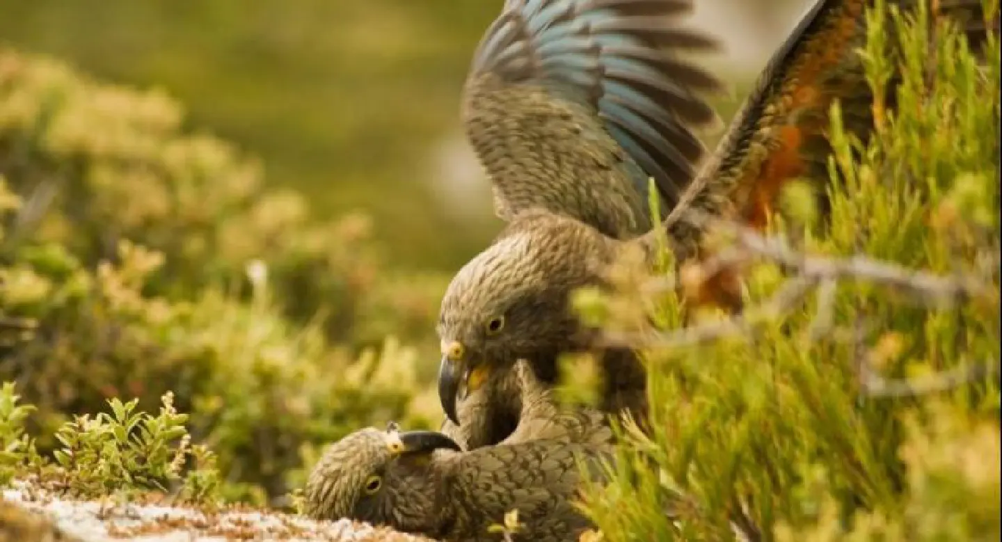 New Zealand parrot has 'infectious laugh' New Zealand parrot has 'infectious laugh'