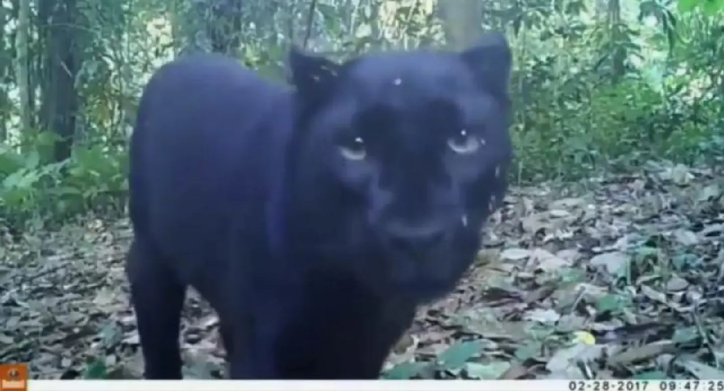 Rare video images of black panther recorded in Tak wildlife sanctuary