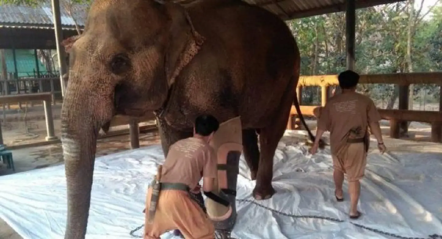 Elephant foundation rakes in Bt44 million in donations Elephant foundation rakes in Bt44 million in donations