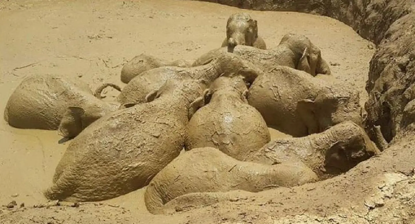 Wild elephants rescued from muddy bomb crater in Cambodia Wild elephants rescued from muddy bomb crater in Cambodia