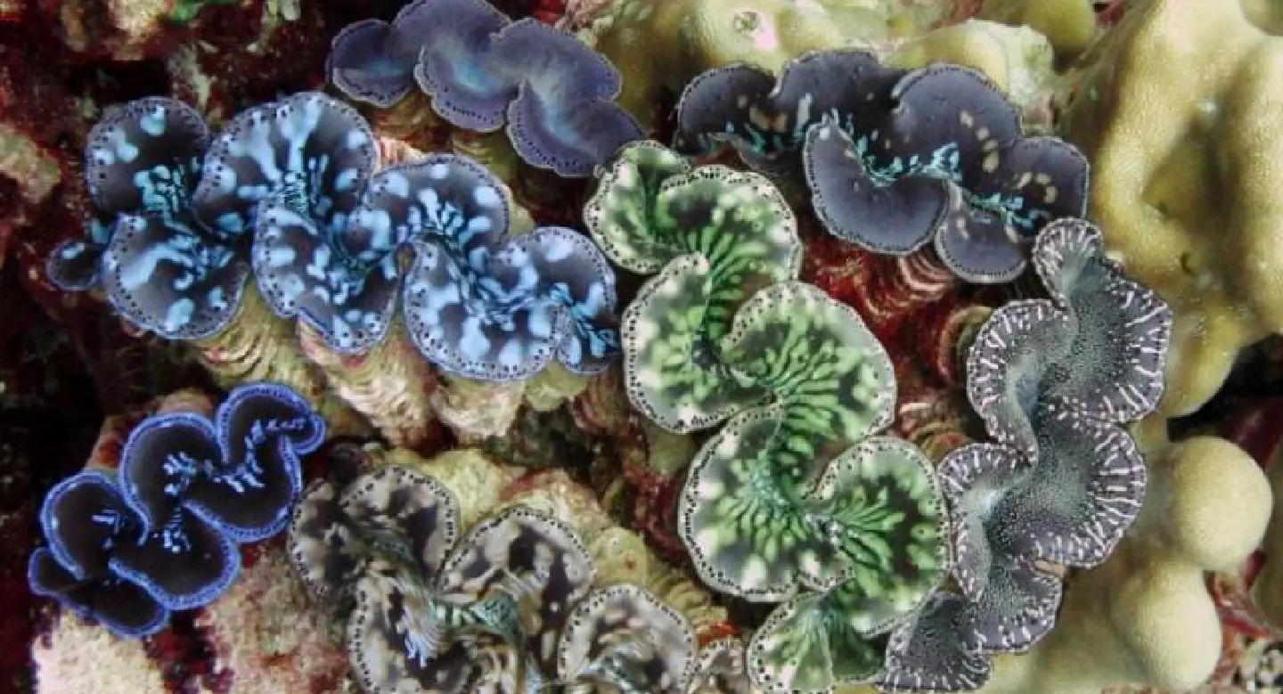Giant clams and coral fish confiscated in Krabi Giant clams and coral fish confiscated in Krabi