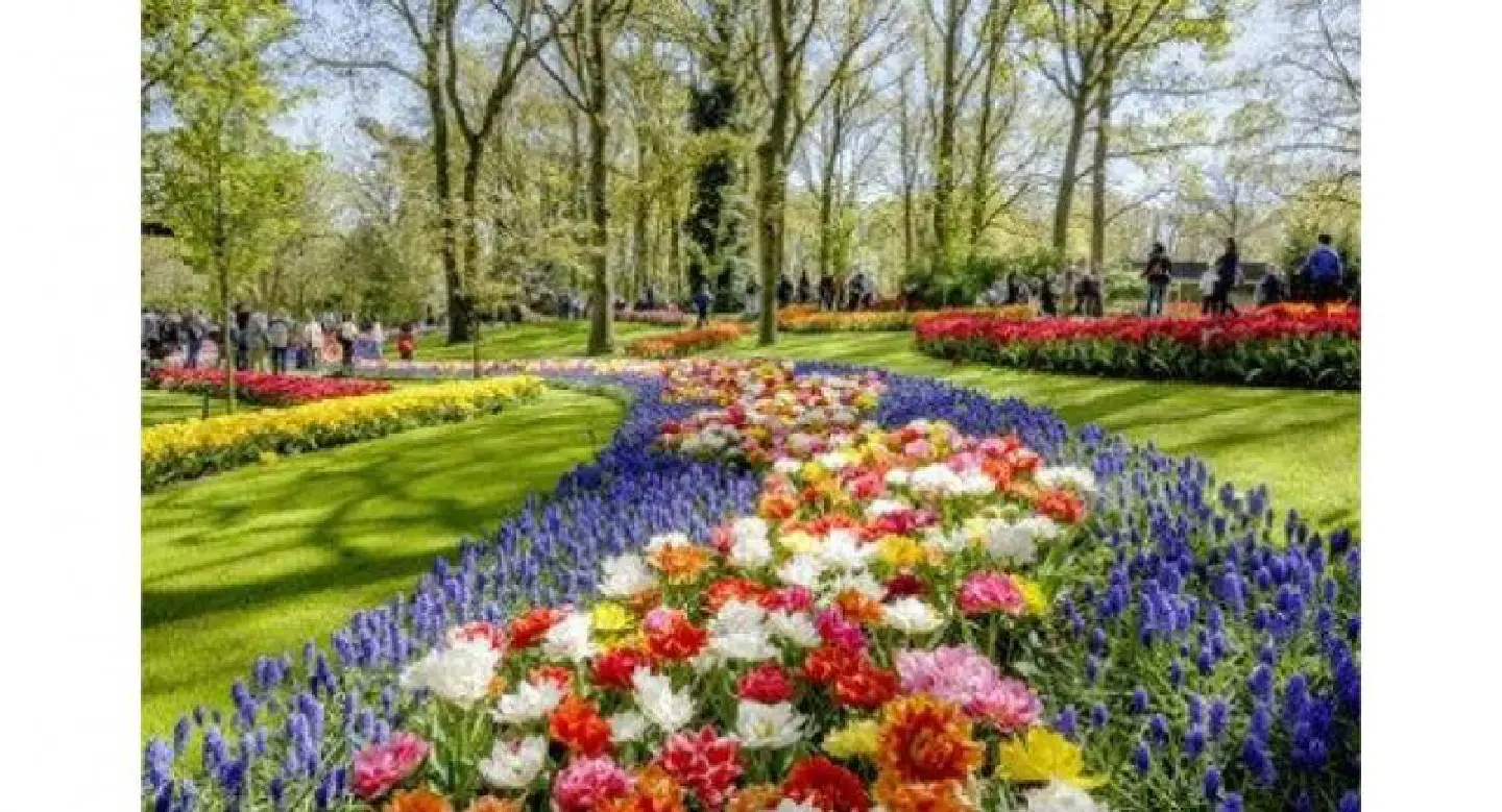 Holland in full bloom Holland in full bloom