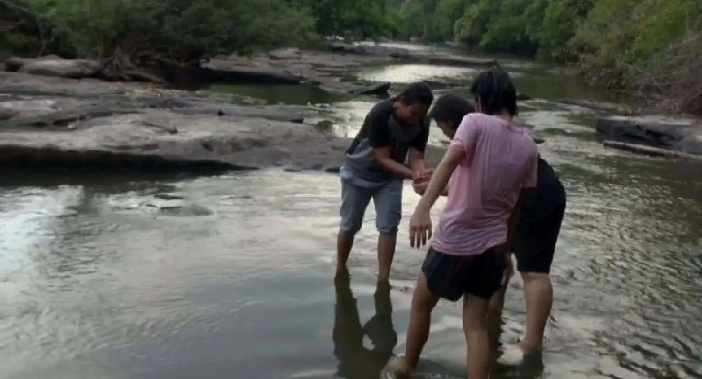 Freshwater jellyfish spotted in Phitsanulok Freshwater jellyfish spotted in Phitsanulok