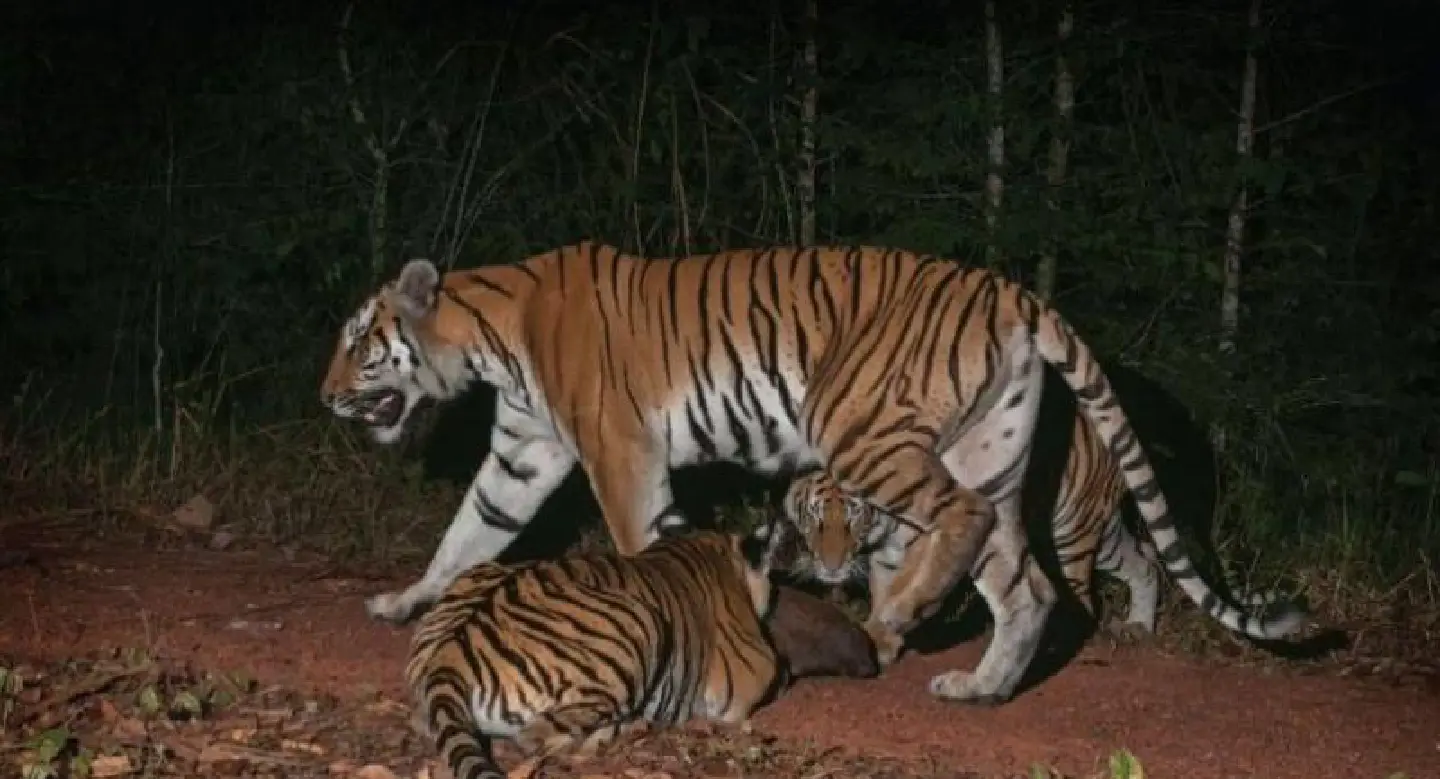 Breeding Indochinese tigers found in Thailand Breeding Indochinese tigers found in Thailand
