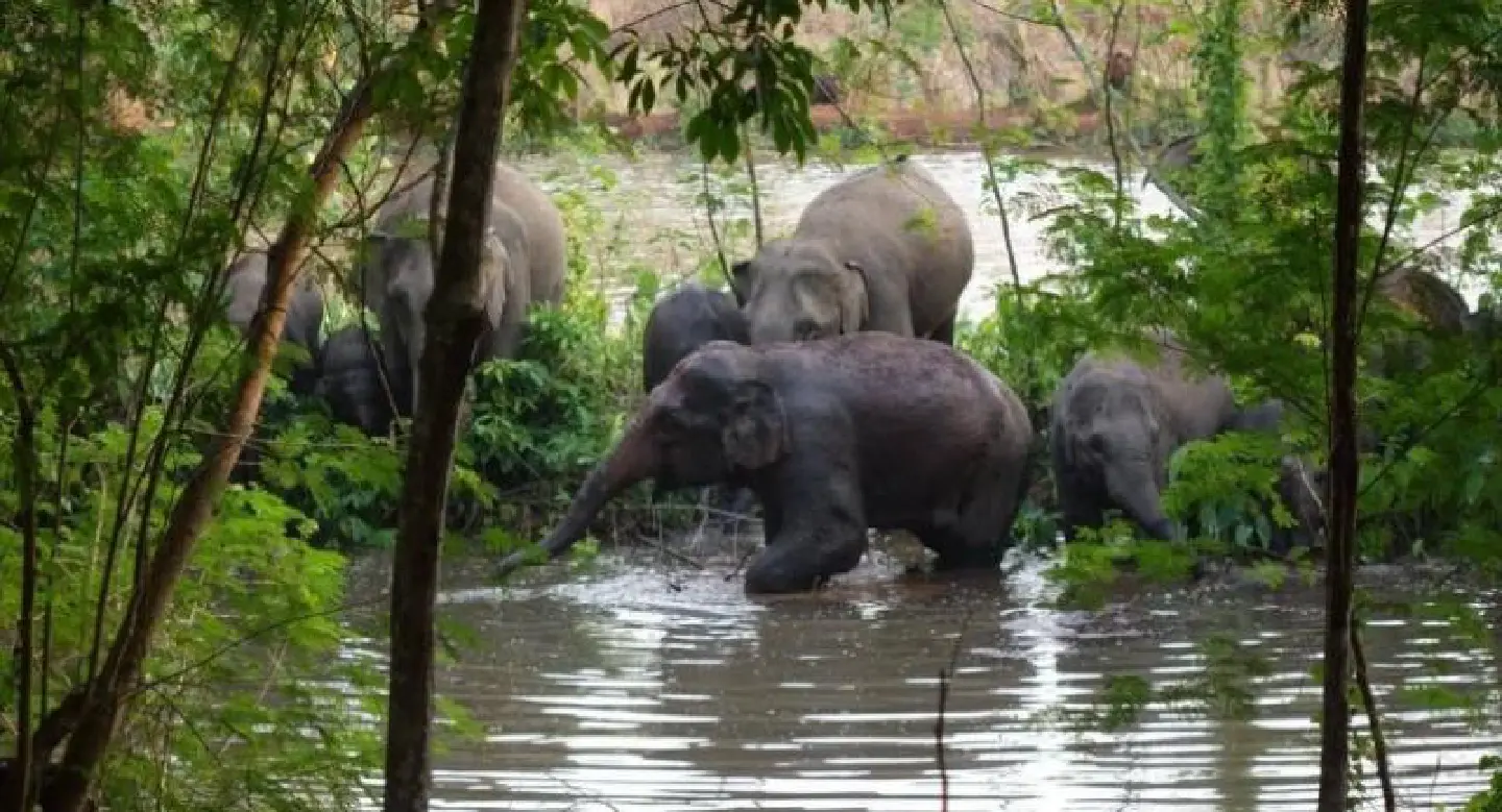 Social media highlights elephants’ plight Social media highlights elephants’ plight