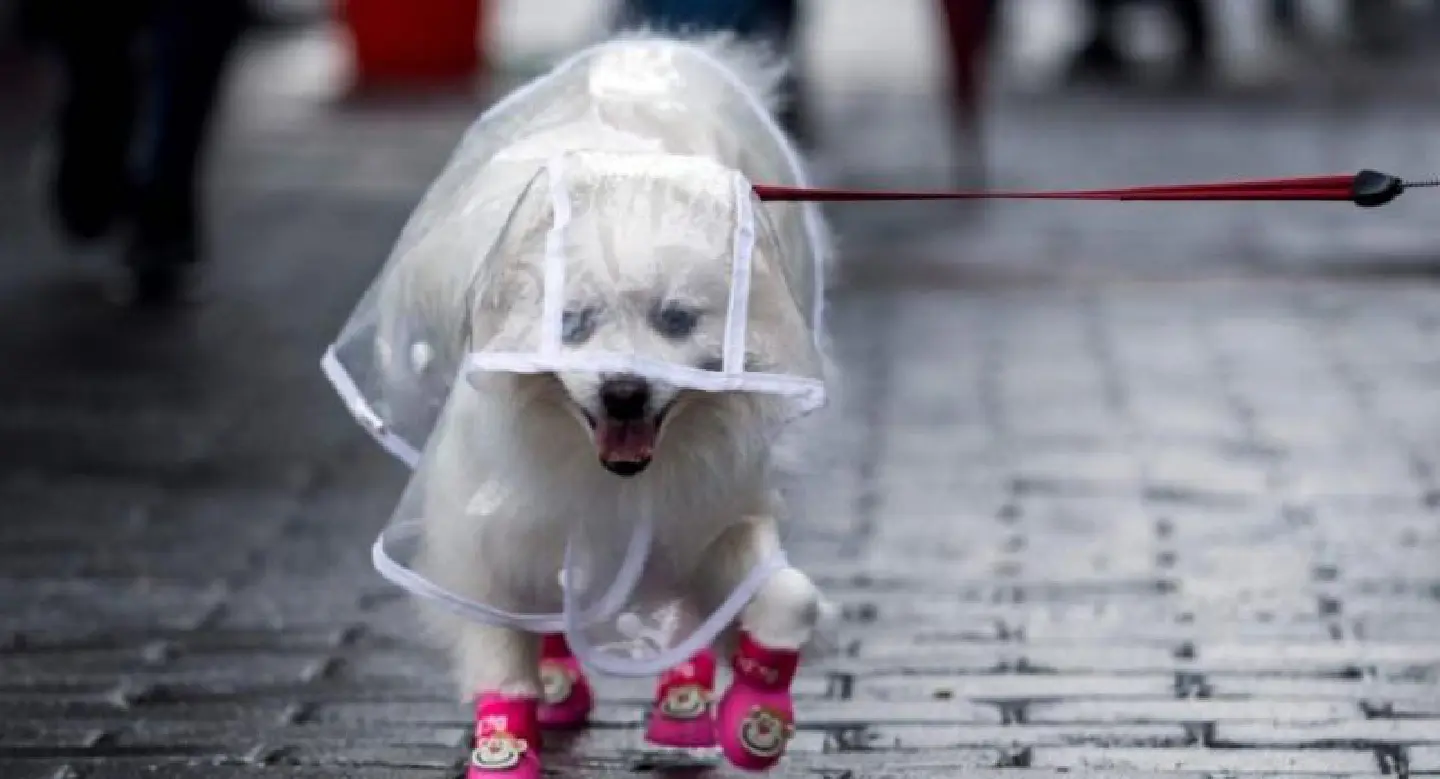 Stylish dogs rule the catwalks of Shanghai's streets Stylish dogs rule the catwalks of Shanghai's streets