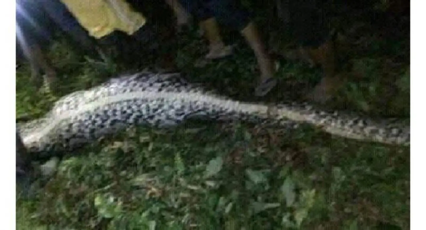 Horror of horrors : Python swallows up farmer in Indonesia