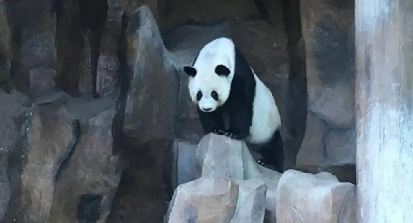 ๊Update : Hopes high that giant panda Lin Hui pregnant in Chiang Mai Zoo