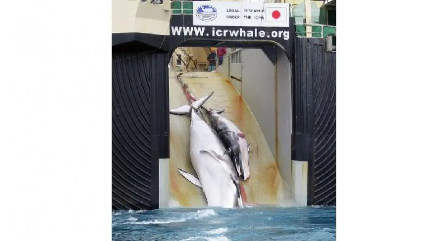 Japan kills 333 whales in annual Antarctic hunt Japan kills 333 whales in annual Antarctic hunt