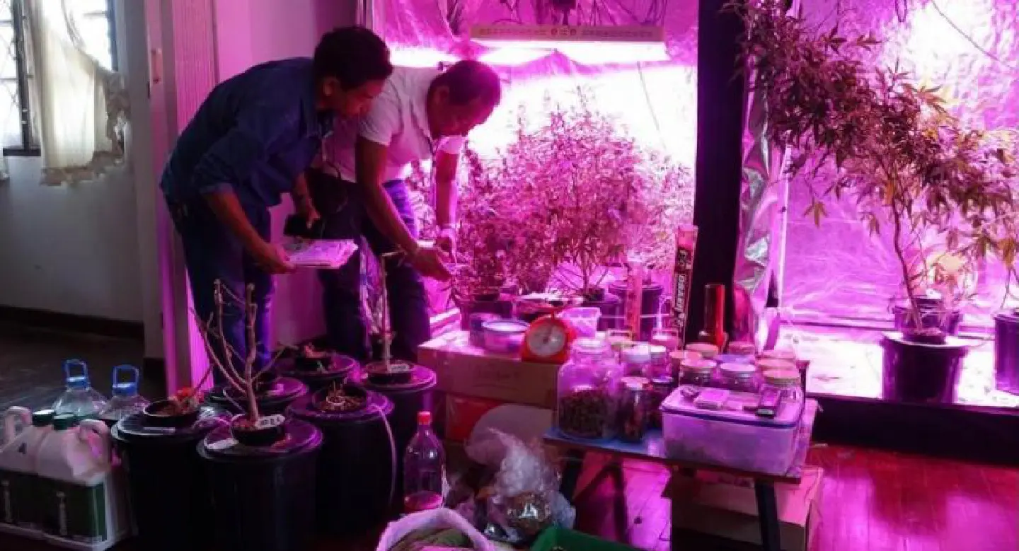 Man arrested for growing organic marijuana Man arrested for growing organic marijuana