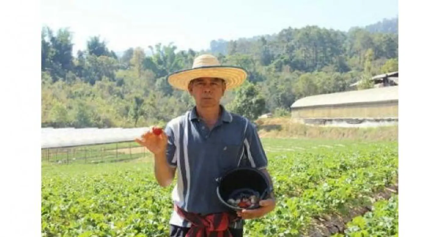 Switch to strawberries a top pick for value-adding farmer Switch to strawberries a top pick for value-adding farmer