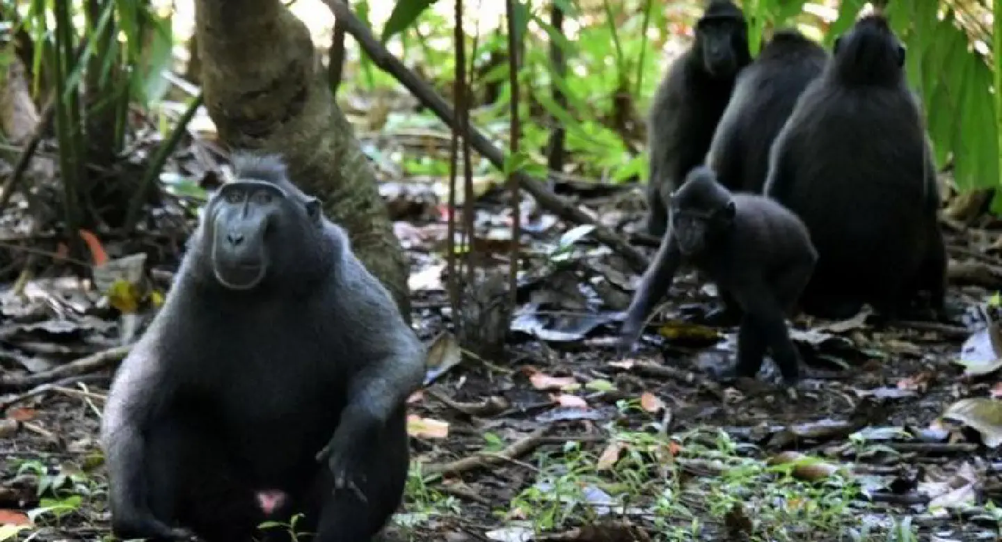Indonesia's 'selfie monkey' threatened by hunger for its meat Indonesia's 'selfie monkey' threatened by hunger for its meat