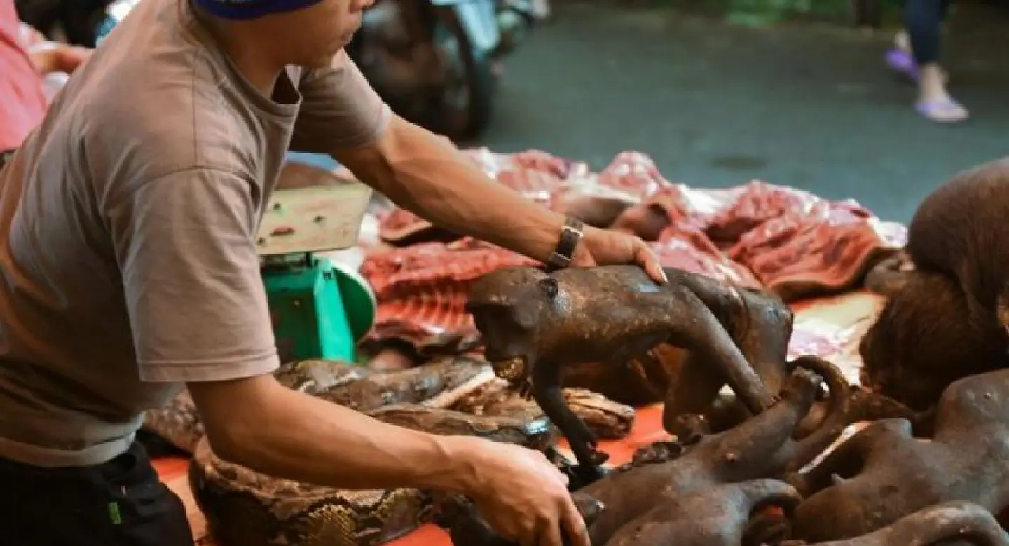 Indonesia's 'selfie monkey' threatened by hunger for its meat Indonesia's 'selfie monkey' threatened by hunger for its meat