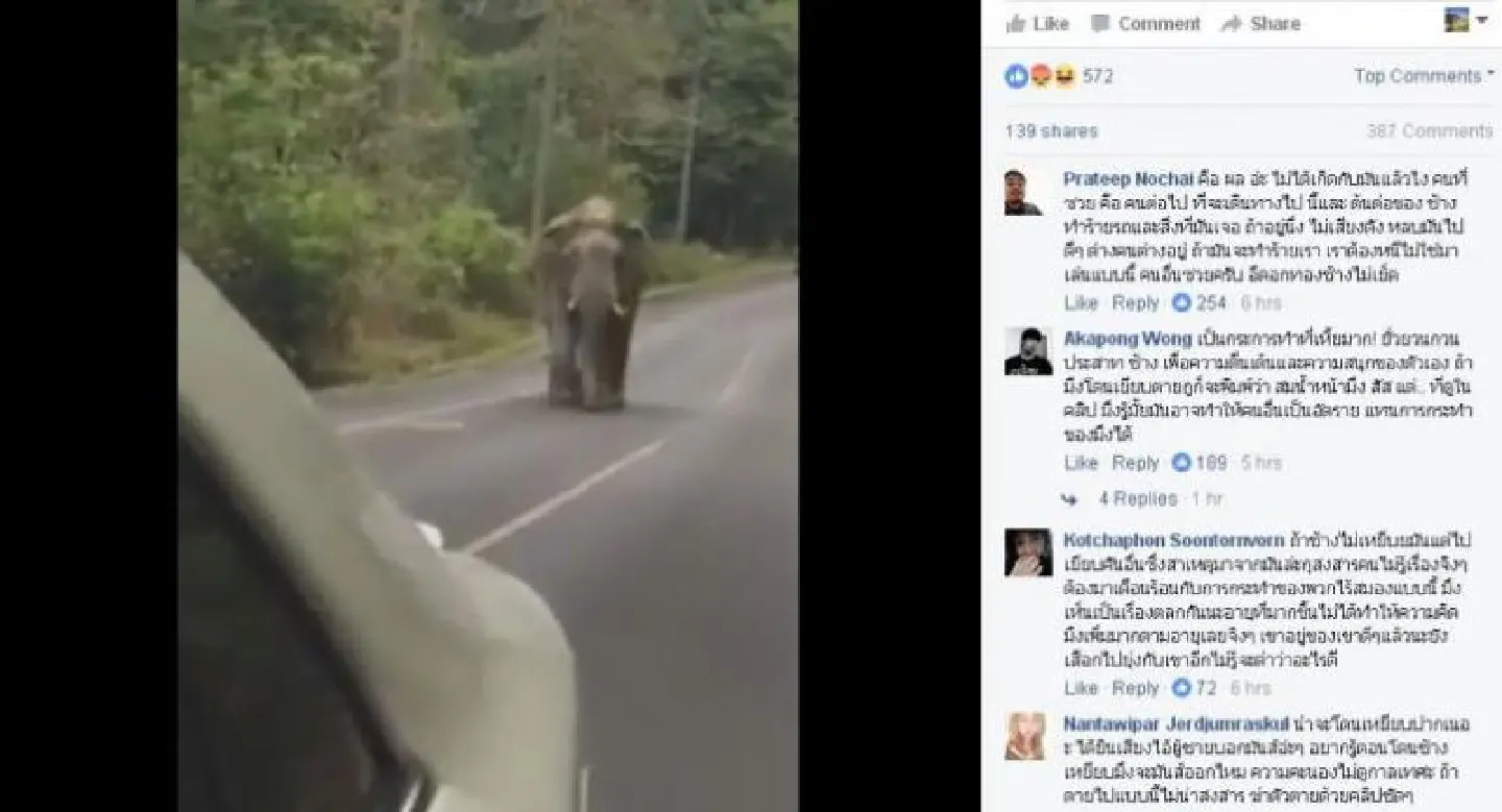 Couple slammed for goading elephant in Khao Yai National Park Couple slammed for goading elephant in Khao Yai National Park
