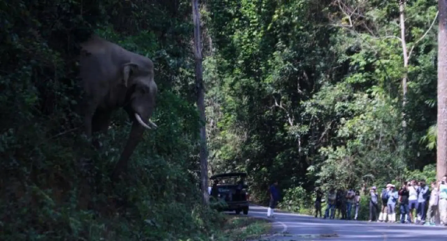 Close encounter with bull in musth Close encounter with bull in musth