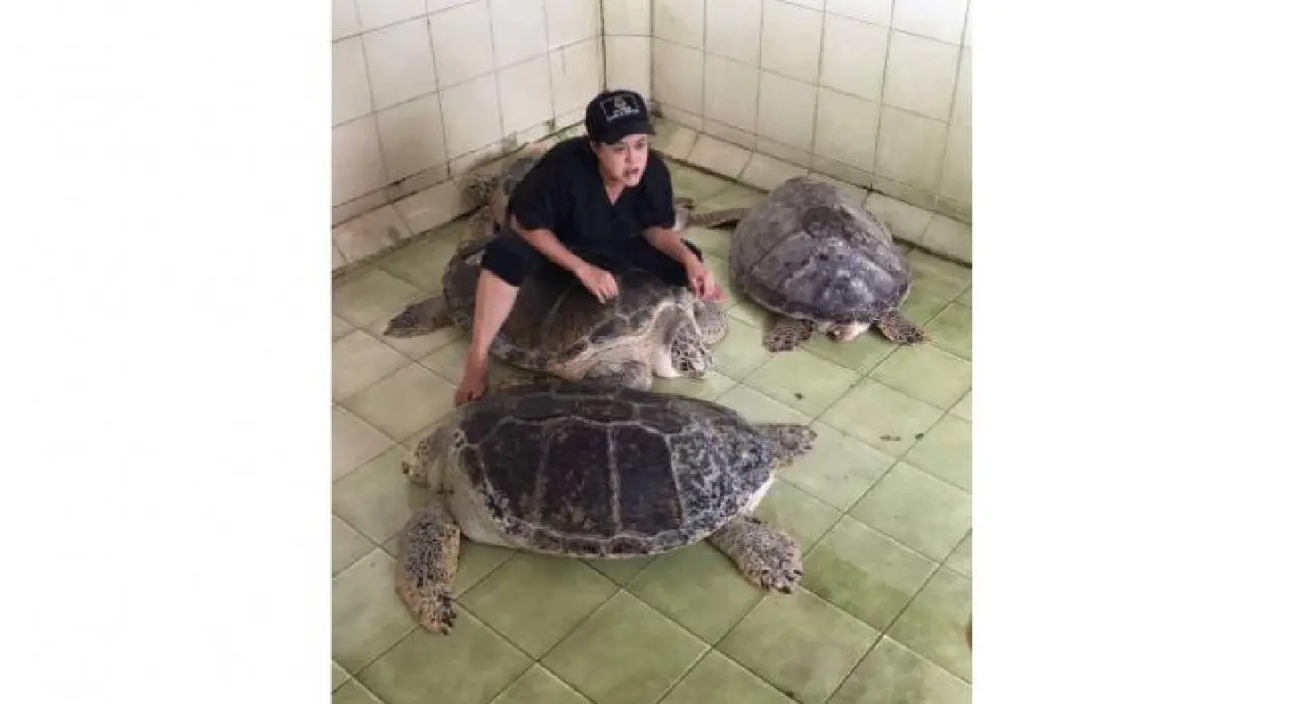 Tests show another turtle confirmed to have ingested coins