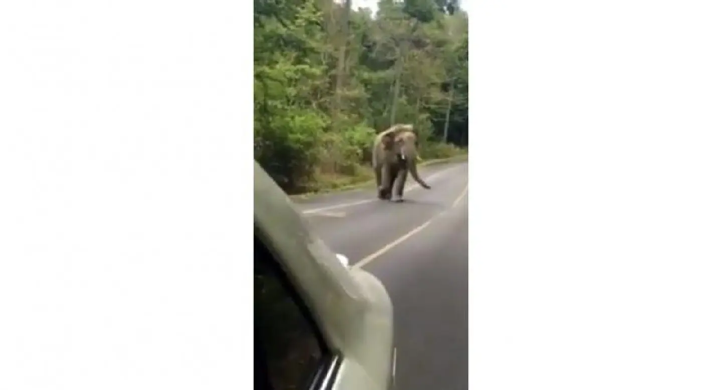Complaint filed against man who provoked Khao Yai elephant Complaint filed against man who provoked Khao Yai elephant